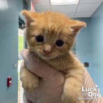Cormac -  Domestic Short Hair Cat for Adoption in Washington, District Of Columbia - Cormac | PetCurious