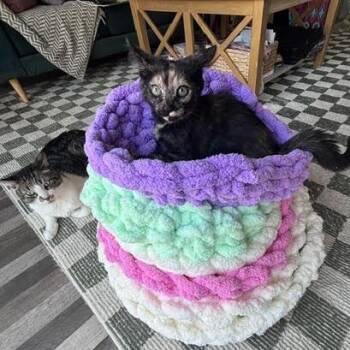 Wishy -  Domestic Short Hair Cat for Adoption in Los Angeles, California - Wishy | PetCurious
