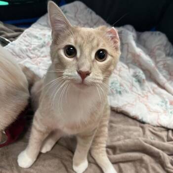 Peanut Butter -  Domestic Short Hair Cat for Adoption in Stoughton, Wisconsin - Peanut Butter | PetCurious