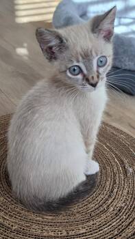 Eloise -  Siamese and Domestic Short Hair Cat for Adoption in Campbell, California - Eloise | PetCurious