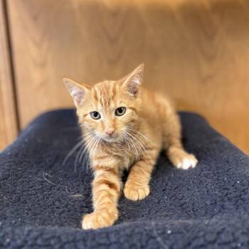 Aldi--In Foster -  Domestic Short Hair Cat for Adoption in Fargo, North Dakota - Aldi--In Foster | PetCurious