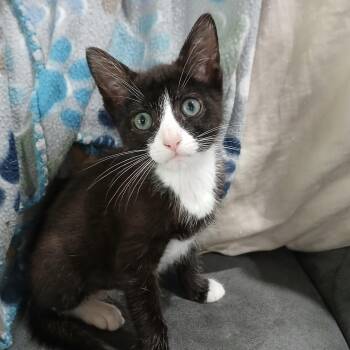 Choctaw -  Domestic Short Hair Cat for Adoption in Bentonville, Arkansas - Choctaw | PetCurious