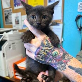Mario -  Domestic Short Hair Cat for Adoption in Stephenville, Texas - Mario | PetCurious