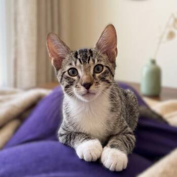 Pepin -  Domestic Short Hair Cat for Adoption in Allen, Texas - Pepin | PetCurious