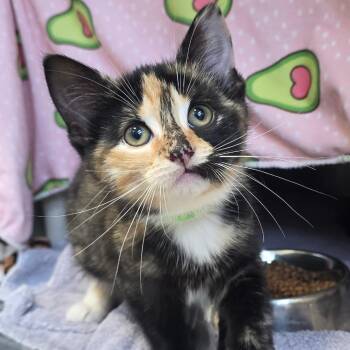 Luna 2.0 -  Domestic Short Hair Cat for Adoption in Fort Wayne, Indiana - Luna 2.0 | PetCurious