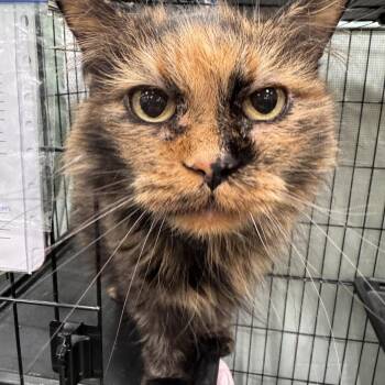 Domestic Long Hair Cats Available for Adoption in Mokena, Illinois - Peony | PetCurious
