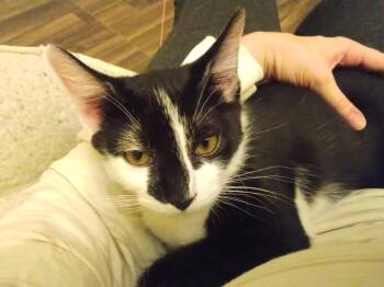 Trash Panda -  Domestic Short Hair Cat for Adoption - Trash Panda | PetCurious