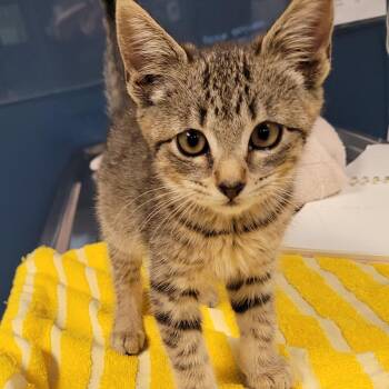 Madeline -  Domestic Short Hair Cat for Adoption in Newark, New Jersey - Madeline | PetCurious