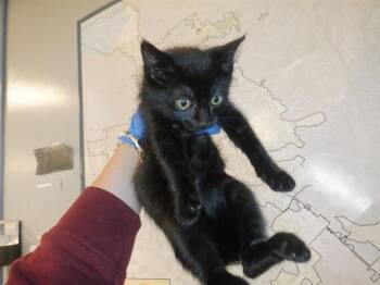 Domestic Short Hair Cats Available for Adoption in San Jose, California - A1406890 | PetCurious