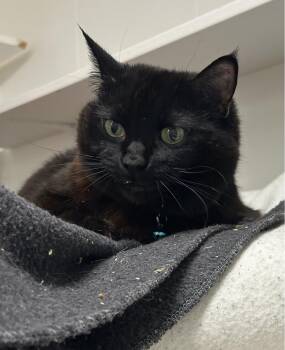 Figgy -  Domestic Short Hair Cat for Adoption in Maple Ridge, British Columbia - Figgy | PetCurious
