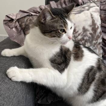 Domestic Short Hair Cats Available for Adoption - Willa - Home To Home | PetCurious