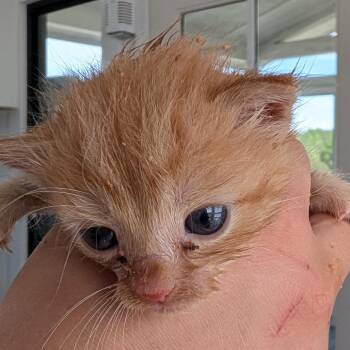 Domestic Short Hair Cats Available for Adoption in Chapel Hill, North Carolina - Canary | PetCurious