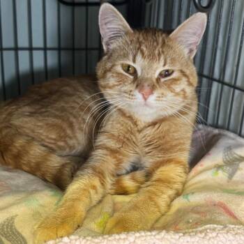 Danny -  Domestic Short Hair Cat for Adoption in Saginaw, Michigan - Danny | PetCurious