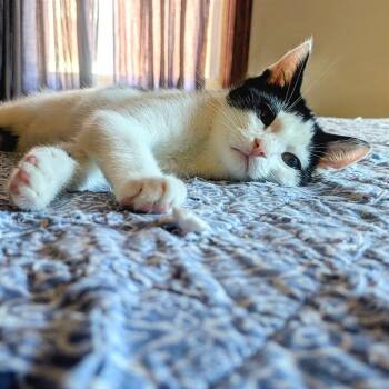 Super Tuna -  Domestic Short Hair Cat for Adoption in Gibsonia, Pennsylvania - Super Tuna | PetCurious