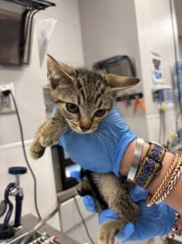 Domestic Short Hair Cats Available for Adoption in Gastonia, North Carolina - Black Band | PetCurious