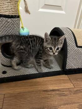 Nikon -  Domestic Short Hair and Tabby Cat for Adoption in Wilmington, North Carolina - Nikon | PetCurious