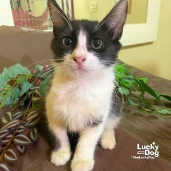 Rescue Domestic Short Hair Cats for Adoption in Washington, District Of Columbia - Lil Poker | PetCurious