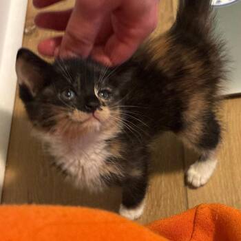 Maleficent -  Domestic Short Hair Cat Available for Adoption in Mebane, North Carolina - Maleficent | PetCurious