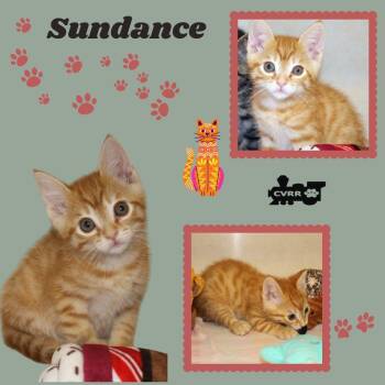 Sundance (Kitten) -  Domestic Medium Hair Cat for Adoption in Lindsay, California - Sundance (Kitten) | PetCurious