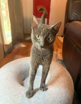 Myrtle -  Domestic Medium Hair Cat for Adoption in Calera, Alabama - Myrtle | PetCurious
