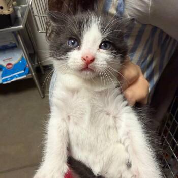 Paste -  Domestic Short Hair Cat for Adoption in Cody, Wyoming - Paste | PetCurious