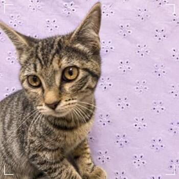 Kiki -  Domestic Short Hair Cat for Adoption in Los Angeles, California - Kiki | PetCurious