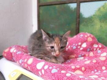GALICIA -  Domestic Short Hair Cat for Adoption in Houston, Texas - GALICIA | PetCurious