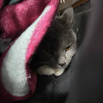 Rescue Domestic Short Hair Cats for Adoption in Newark, New Jersey - Smokey | PetCurious