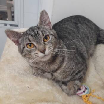 Domestic Short Hair Cats Available for Adoption in Pittsburgh, Pennsylvania - Lydia | PetCurious