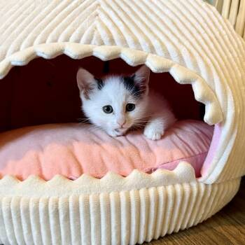 Domestic Short Hair Cats Available for Adoption in Fairway, Kansas - Aloe | PetCurious