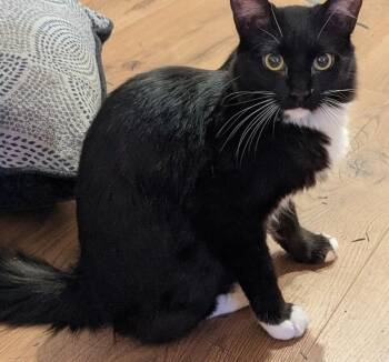 Domestic Medium Hair Cats Available for Adoption - Tig | PetCurious