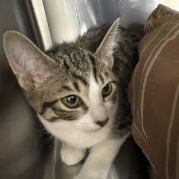 Elsa -  Domestic Short Hair Cat for Adoption in West Palm Beach, Florida - Elsa | PetCurious