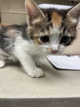 Lily -  Domestic Short Hair Cat for Adoption in Wichita, Kansas - Lily | PetCurious