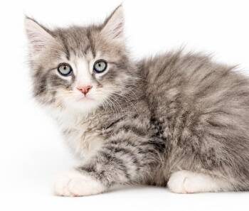 Shane is amazing in every way - poofy prince -  Ragdoll and Tabby Cat for Adoption in Bedford Hills, New York - Shane Is Amazing In Every Way - Poofy Prince | PetCurious