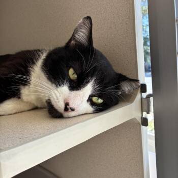 Alfred -  Domestic Short Hair Cat for Adoption in Redwood City, California - Alfred | PetCurious