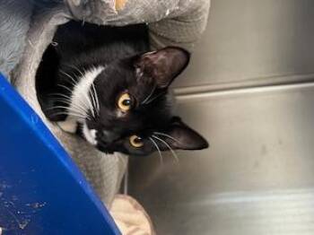 Rescue Domestic Short Hair Cats for Adoption in Berryville, Virginia - Noctra | PetCurious