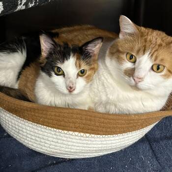 Domestic Short Hair Cats Available for Adoption in Waltham, Massachusetts - Barbie & Ken | PetCurious
