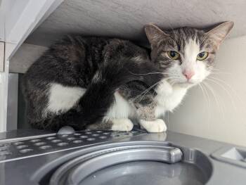 Rescue Domestic Short Hair and Tabby Cats for Adoption - Huntress | PetCurious