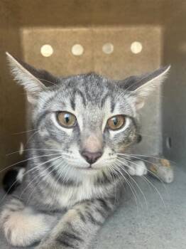 VINEYARD 4 -  Domestic Short Hair Cat for Adoption in Rancho Cucamonga, California - VINEYARD 4 | PetCurious