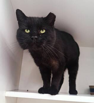 Domestic Short Hair Cats Available for Adoption - Leonard | PetCurious