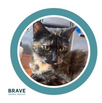 Saia -  Domestic Short Hair Cat Available for Adoption in Lincoln, Nebraska - Saia | PetCurious