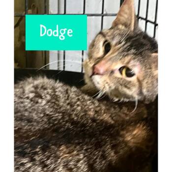 Domestic Short Hair Cats Available for Adoption - Dodge | PetCurious
