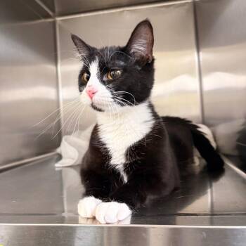 Domestic Short Hair Cats Available for Adoption - Mabel | PetCurious