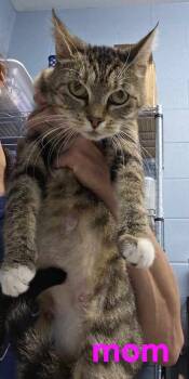 Rescue Domestic Short Hair Cats for Adoption in Evansville, Indiana - Scone | PetCurious
