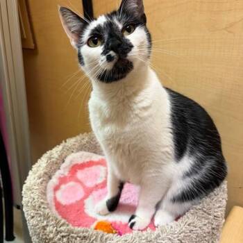 Domestic Short Hair Cats Available for Adoption - Agnes | PetCurious