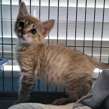 Purr-lina -  Domestic Short Hair Cat for Adoption in Port Richey, Florida - Purr-lina | PetCurious
