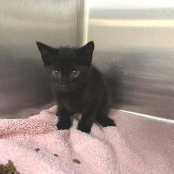Tezlie -  Domestic Short Hair Cat for Adoption in Indianapolis, Indiana - Tezlie | PetCurious
