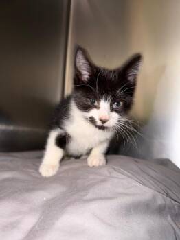 Pancake -  Domestic Short Hair Cat for Adoption in Pomona, New York - Pancake | PetCurious