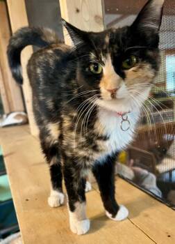 Domestic Short Hair Cats Available for Adoption - Georgia | PetCurious