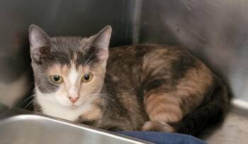 Rescue Dilute Calico Cats for Adoption in Marietta, Ohio - Momo (Spayed) | PetCurious
